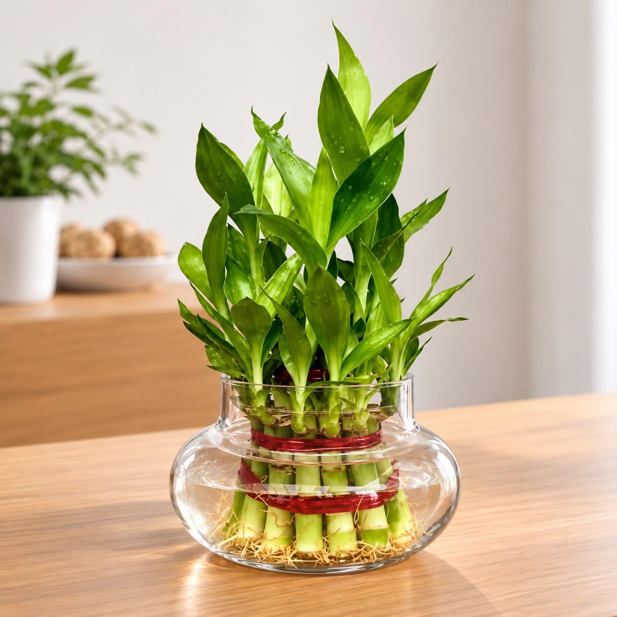 Lucky Bamboo Plant - Good Luck & Air Purification -1