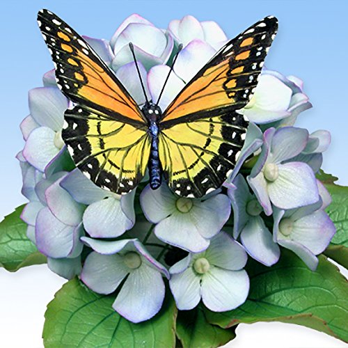 Juego de cortador de pétalos Hydrangea de WSA