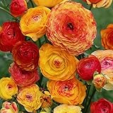 Ranunkel picotee Orange (Ranunculus) | 10 Stück | Orange | Bienenblume | Schnittblume | Rarität | 100% Blütegarantie