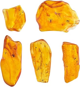 Baltic Amber Natural Fossil Insects,Insects from Millions of Years ago,True Insect Samples-Science Classroom Science Education Animal Specimens Amber with Two or mroe Insects Fossils