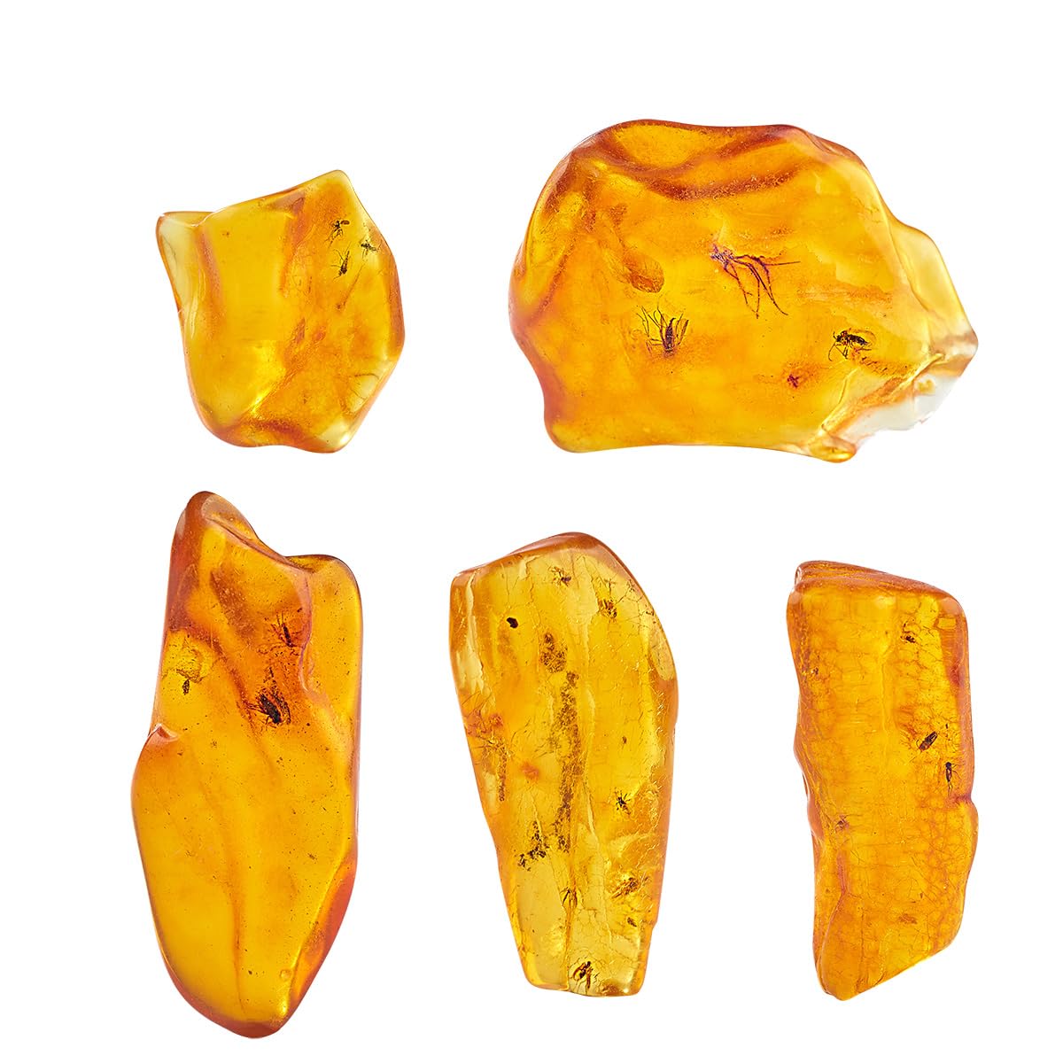 Ambre de la Baltique - Insectes fossiles naturels - Insectes datant d'il y a des millions d'années - Échantillons d'insectes véritables - Sciences en classe - Éducation scientifique