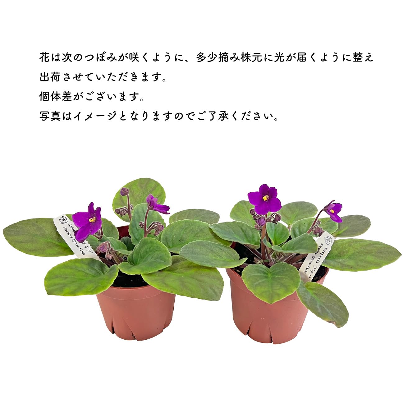 Amazon｜セントポーリア 3.5号 開花株 スタンダードカラー 苗 アフリカ