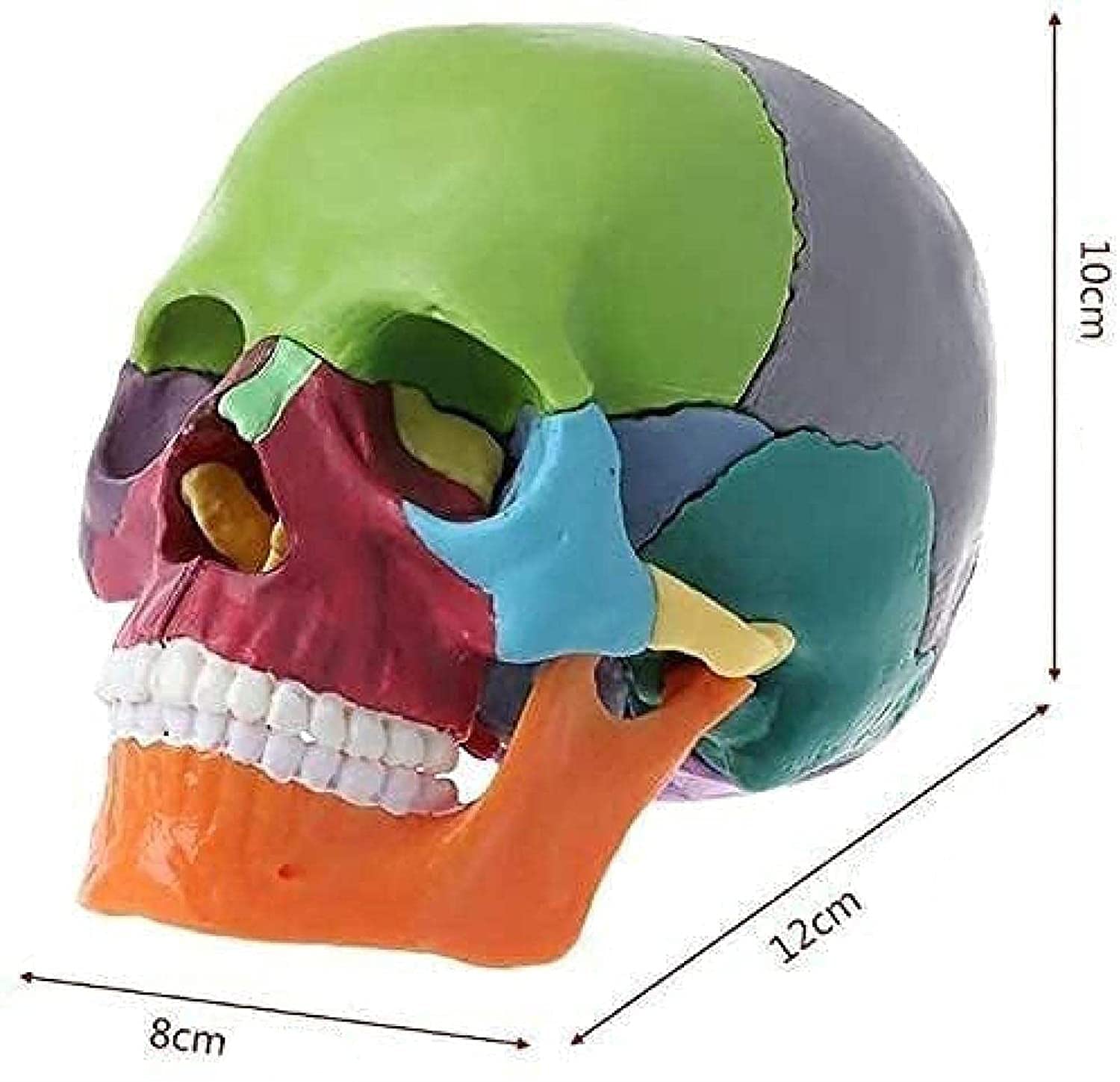 Cranstein A-226 mini czaszka osteopatii, 15-częściowa, dydaktyczna, do nauki medycyny i edukacji, model anatomii czaszki