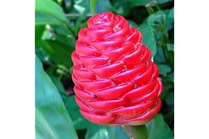 Awapuhi Ginger Zingiber Zerumbet Shampoo Rhizomes