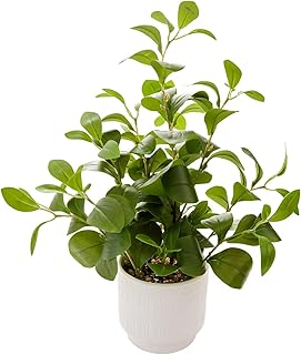 16'' Artificial Ficus Plant in White Textured Ceramic Pot Realistic Faux...