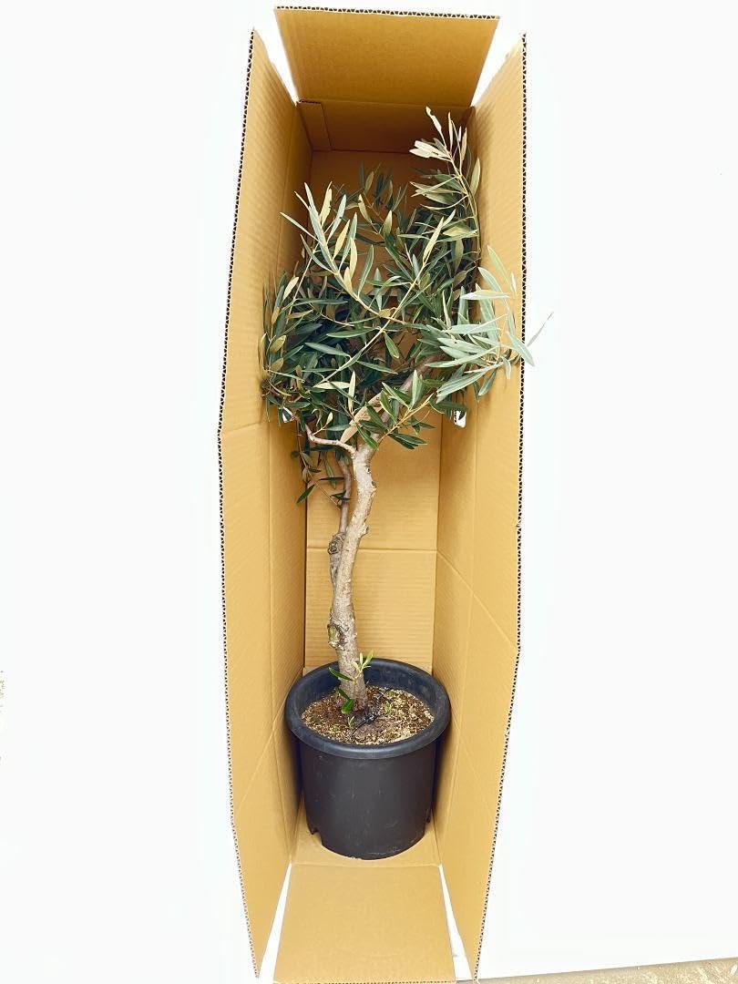 オリーブの木　ネバディロブランコ　10号　約100cm　NO.331　人気品種 オリーブの木 ネバディロブランコ 10号 約100cm NO.331 人気品種