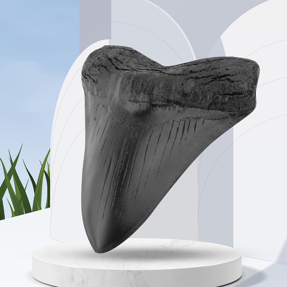 Denti di Squalo da 5 Pollici Modello Dente Megalodonte Gigante Facile da Pulire Decorazione Domestica Denti di Squalo Nero Biologia Marina Fossile Oggetti di Scena for Bambini