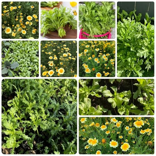 semillas de crisantemo comestibles, antiguas variedades de semillas de hortalizas Semillas de crisantemo coronarium, plantar vegetales semillas de hierbas de jardín semillas de 900pcs
