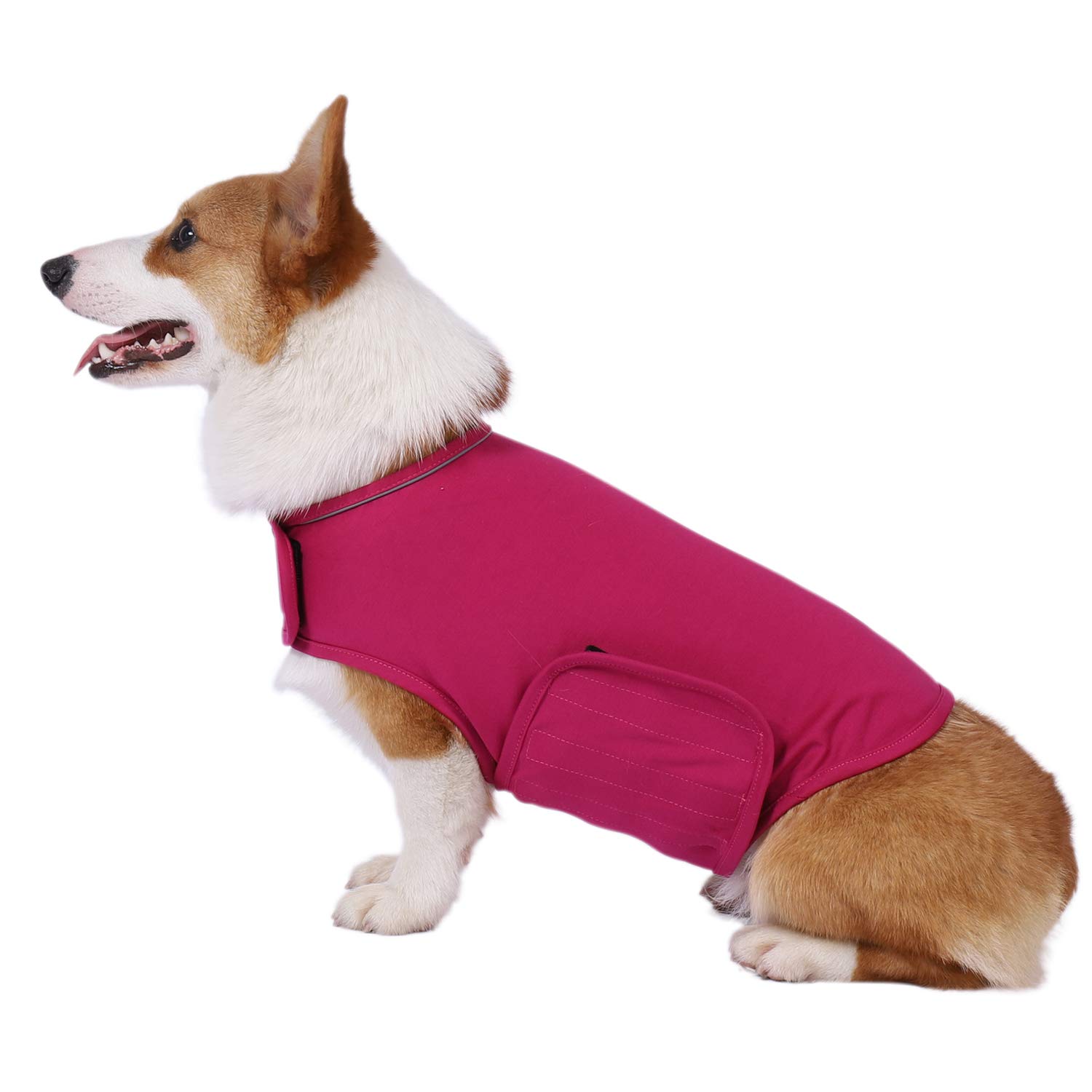 lightning jacket for dogs