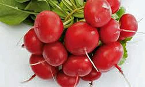 Semilla de rábano, cereza belle, reliquia, sin OMG, más de 100 semillas, rábanos rojos