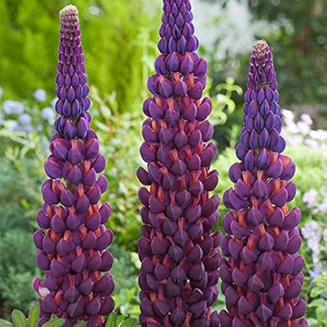 Amazon 907hxt15 18ホットオーチョス15pcsルピナス種ルピー多年草種子 レッドオレンジイエローホワイトカラフルガーデンライトフレグランス カラーbd907hxt15 種 Amazon 907hxt15 18ホットオーチョス15pcsルピナス種ルピー多年草種子 レッドオレンジイエローホワイトカラフルガーデンライトフレグランス カラーbd907hxt15 種