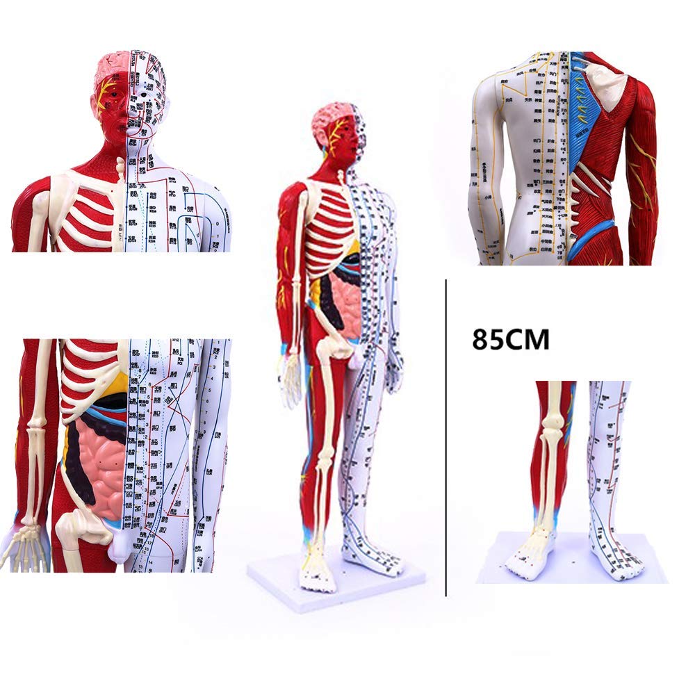 85 cm Model do akupunktury - Anatomiczny model szkieletu mięśni człowieka - Model męski z punktami akupunkturowymi - do nauki meridianów i punktów akupunkturowych
