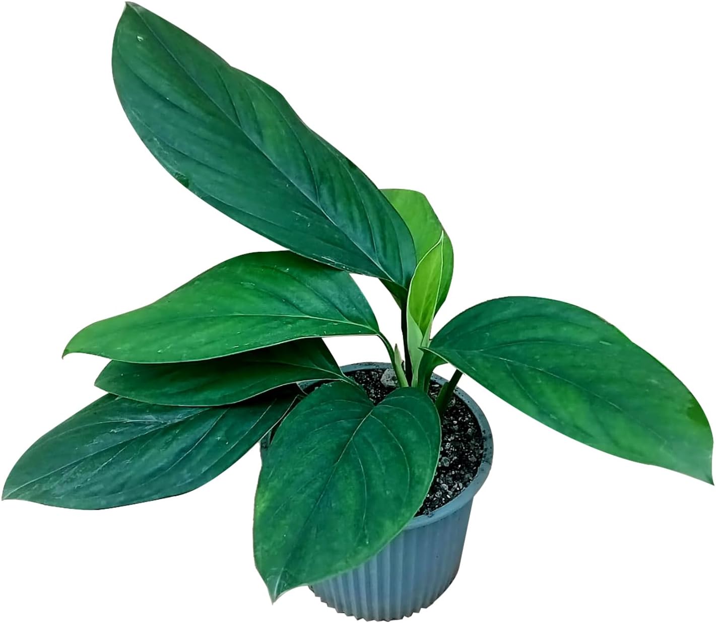 LEAL PLANTS ECUADOR Monstera Peru (Pack of 2) | Exotic Foliage Indoor Plant | Unique Tropical Décor | Evergreen Perfect for Homes & Offices |Unique Gift for Plant Lover