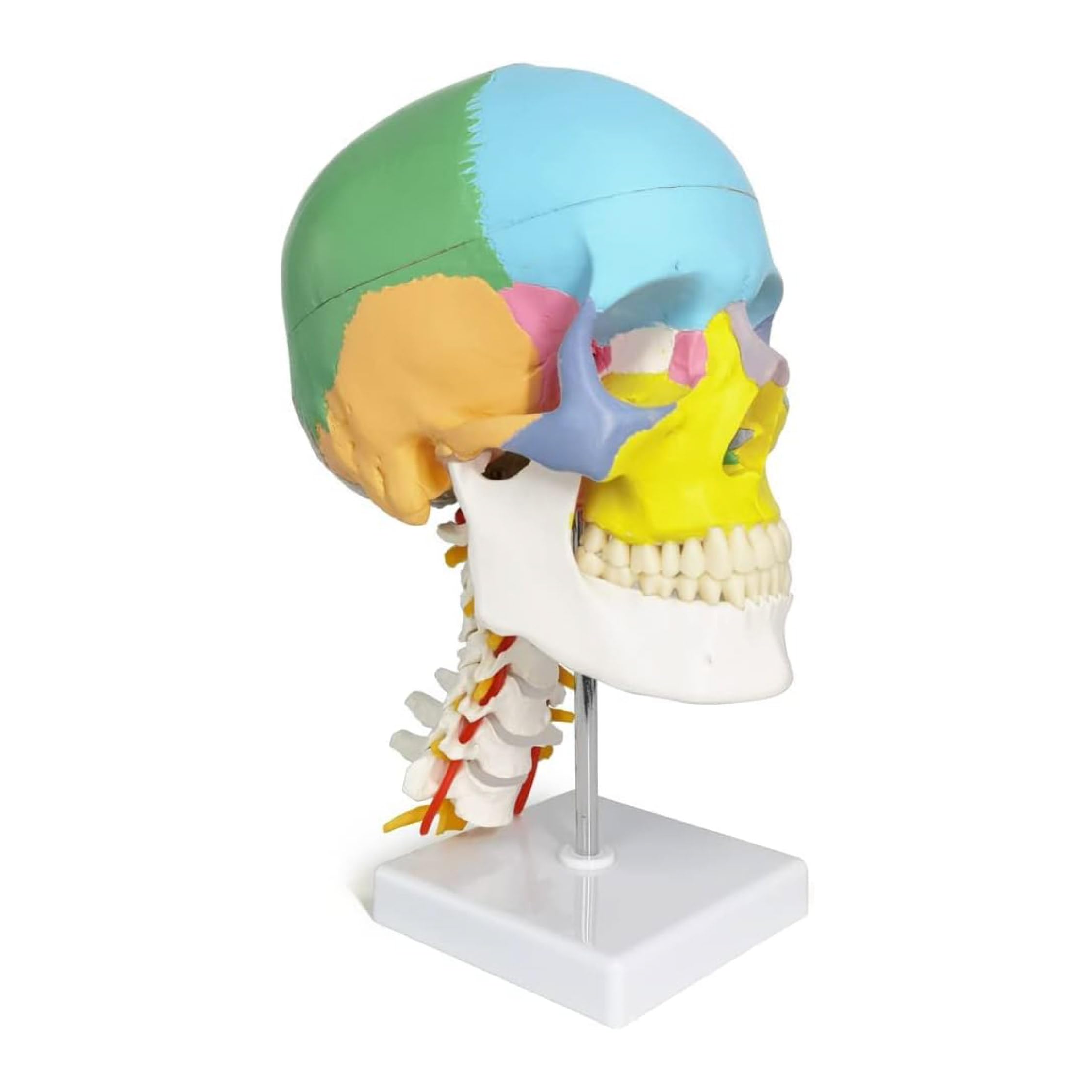 Labzio- Human life size coloured skull with Cervical Vertebrae showing Nerves and Arteries, 3 parts, detailed key card-picture-14