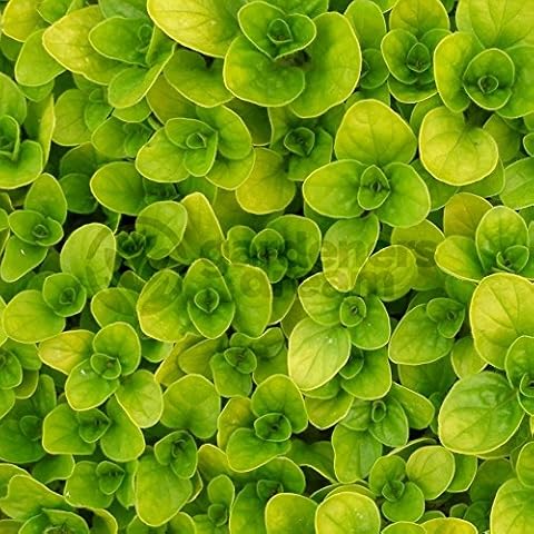 Marjoram Golden Herb Plant for Cooking Cover
