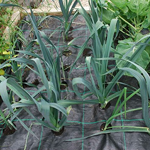 Originline Weed Control Fabric Planting Holes - Ground Cover Weed Barrier - Eco-Friendly for Vegetable Garden Landscape, 3 feet by 12 feet - Thumbnail 3