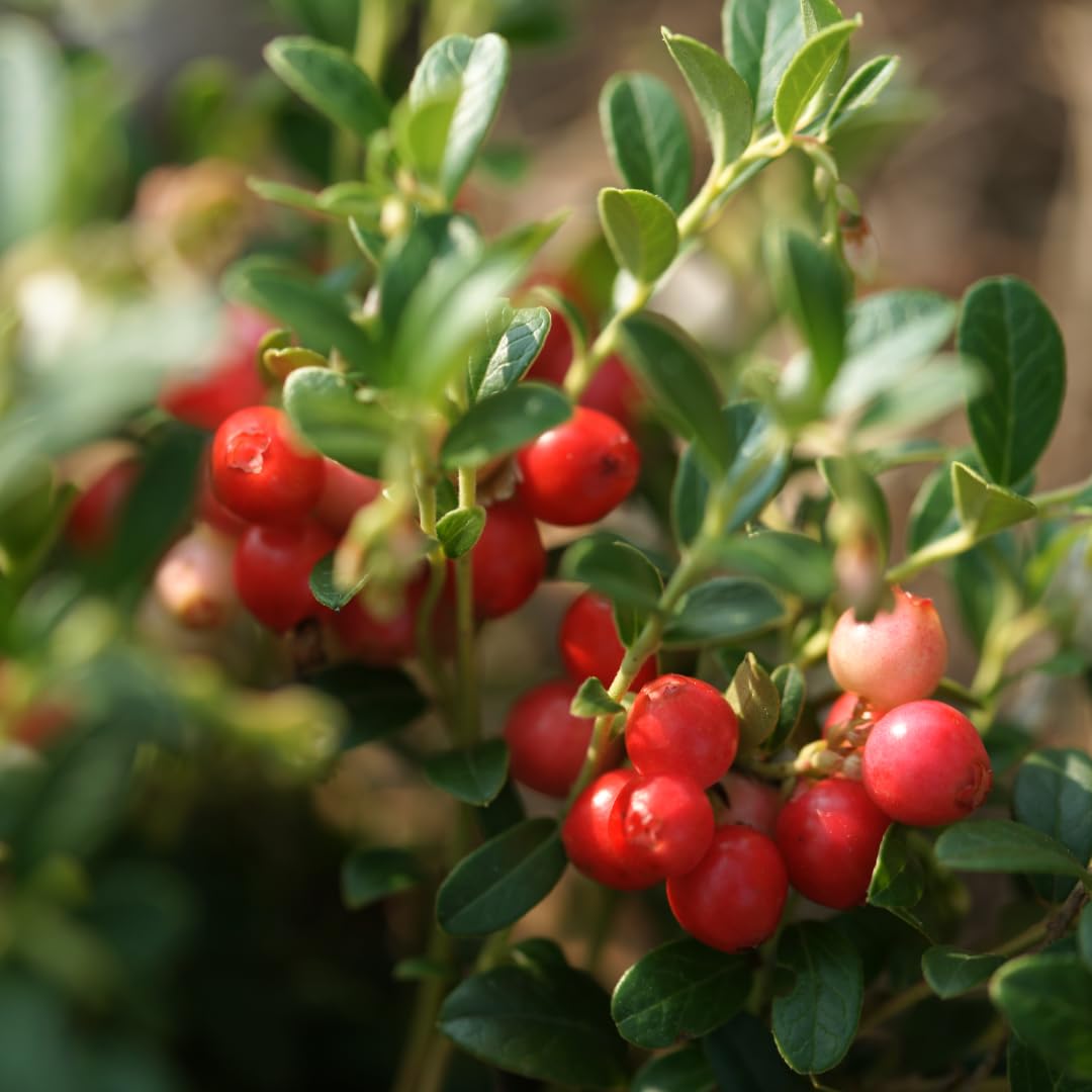 IDDA Herbal Arándanos Rojos Deshidratados 1kg, Arándanos Rojos Secos, Endulzados con Jugo de Manzana