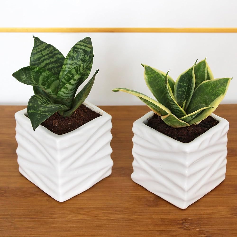 Paudha store Combo of Sansevieria- Snake Succulent green Live Plant, Home & Garden, Air Purifying, indoor & Outdoor Decoration, Pack of 2 CF-image-25