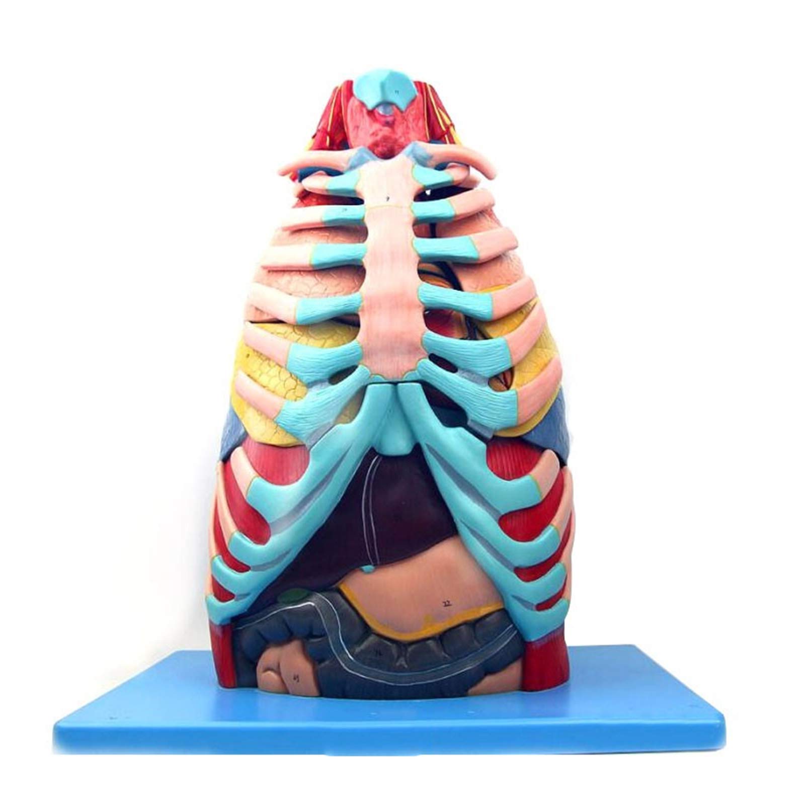 Buy ZXCVBAS Human Anatomy Torso Model, Human Thoracic Cavity with