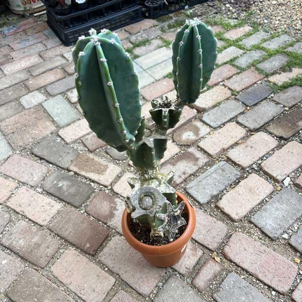 Amazon｜サボテン 柱サボテン ブランチ 親株 サボテン トゲなし ドライ