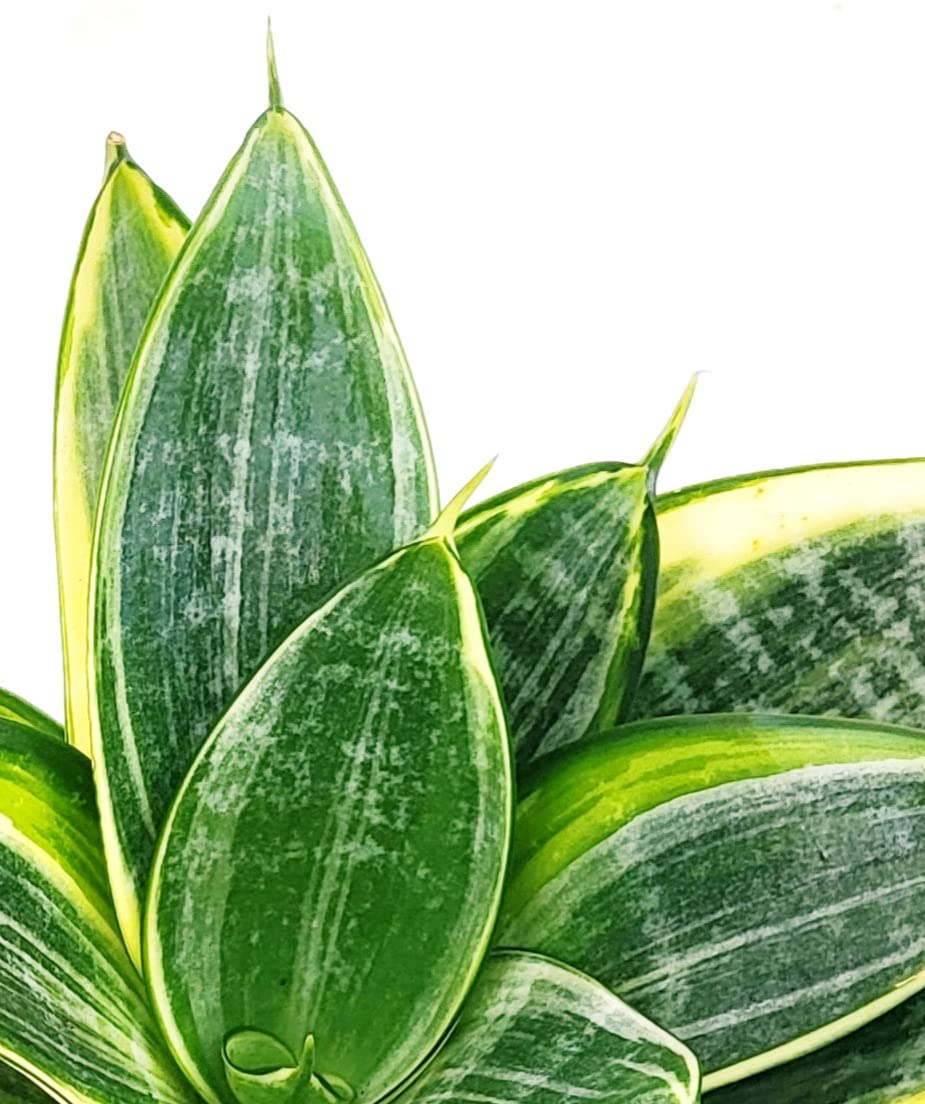 POWERS TO FLOWERS - SANSEVERIA MINI POKER, VASO 6CM DIAMETRO, Piante vere