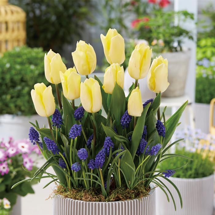 Amazon.co.jp: はじめてのダブルデッカー チューリップ 【 イエロー