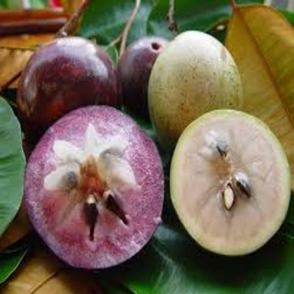 Puspita Nursery Milkfruit Plant - Exotic & Nutritious Tropical Delight for Your Garden