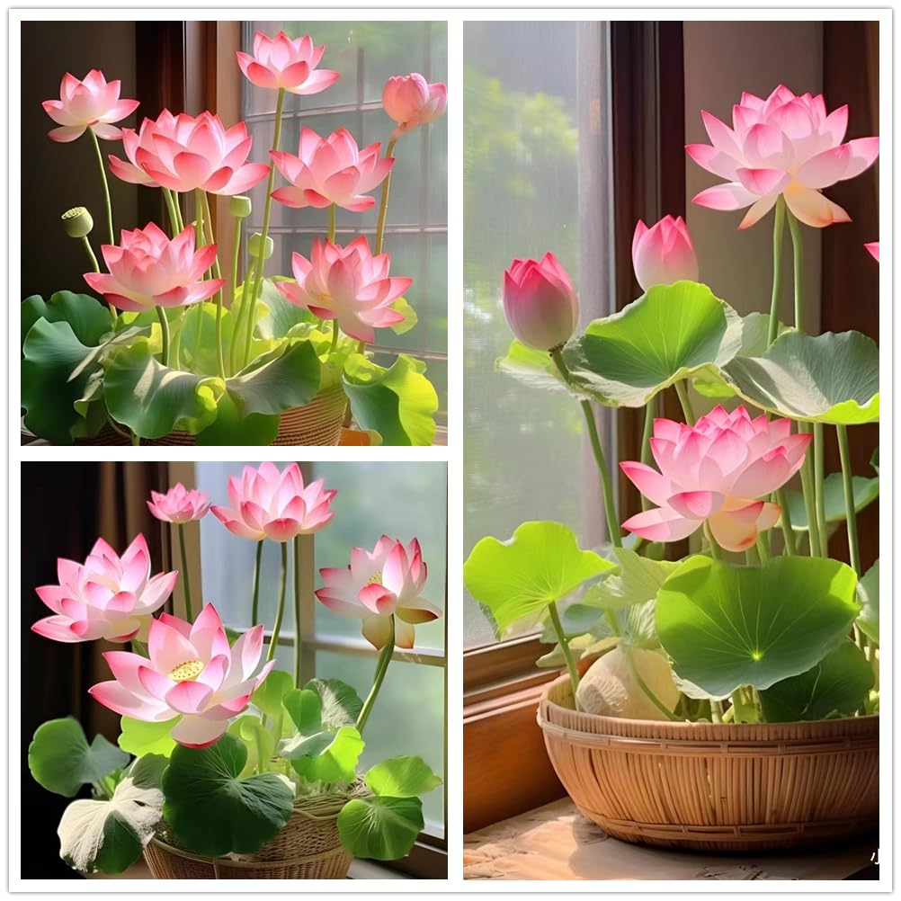 Lotus Flower Seeds, 30+ Bowl Lotus Seeds, Water Lily Seeds, Aquatic Plant Seeds