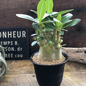 Amazon｜アデニウム アラビカム 塊根植物 蛸足 観葉植物｜観葉植物