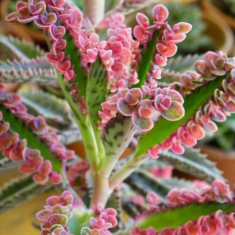 Miniatura 2 de Kalanchoe - Suculenta de mariposa rosa, planta viva en maceta de 2 pulgadas, variedad rara de bordes rosados, planta de interior para decoración del