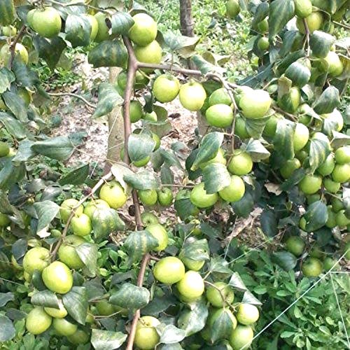 Indiana Roxburgh's Cherry Sagada batua koli Eugenia roxburghii Live Plant