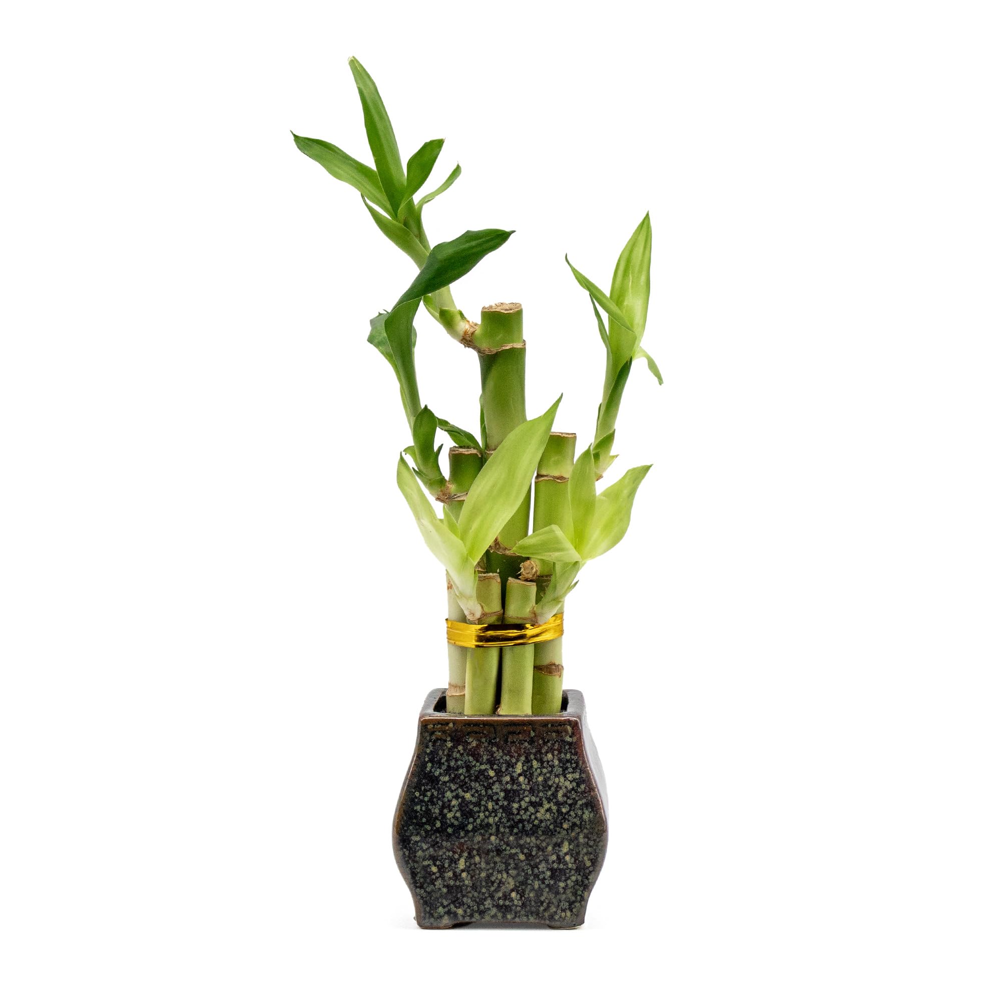 NW Wholesaler - Indoor Live Lucky Bamboo 5 Stalk Potted Houseplant in Ceramic Brown Speckled Vase, Lucky Plant, Low Maintenance Living Room Plant (Speckled Brown)