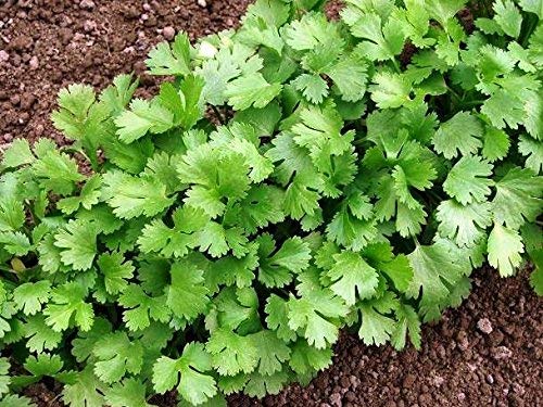 Semillas de cilantro - Coriandrum sativum - 300 semillas