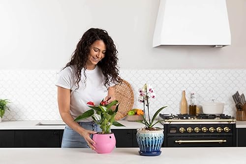 Miniatura 3 de rePotme Maceta de riego automático de 6 pulgadas para plantas de interior, violetas africanas, suculentas, colección Aqua Core (rosa rubor)