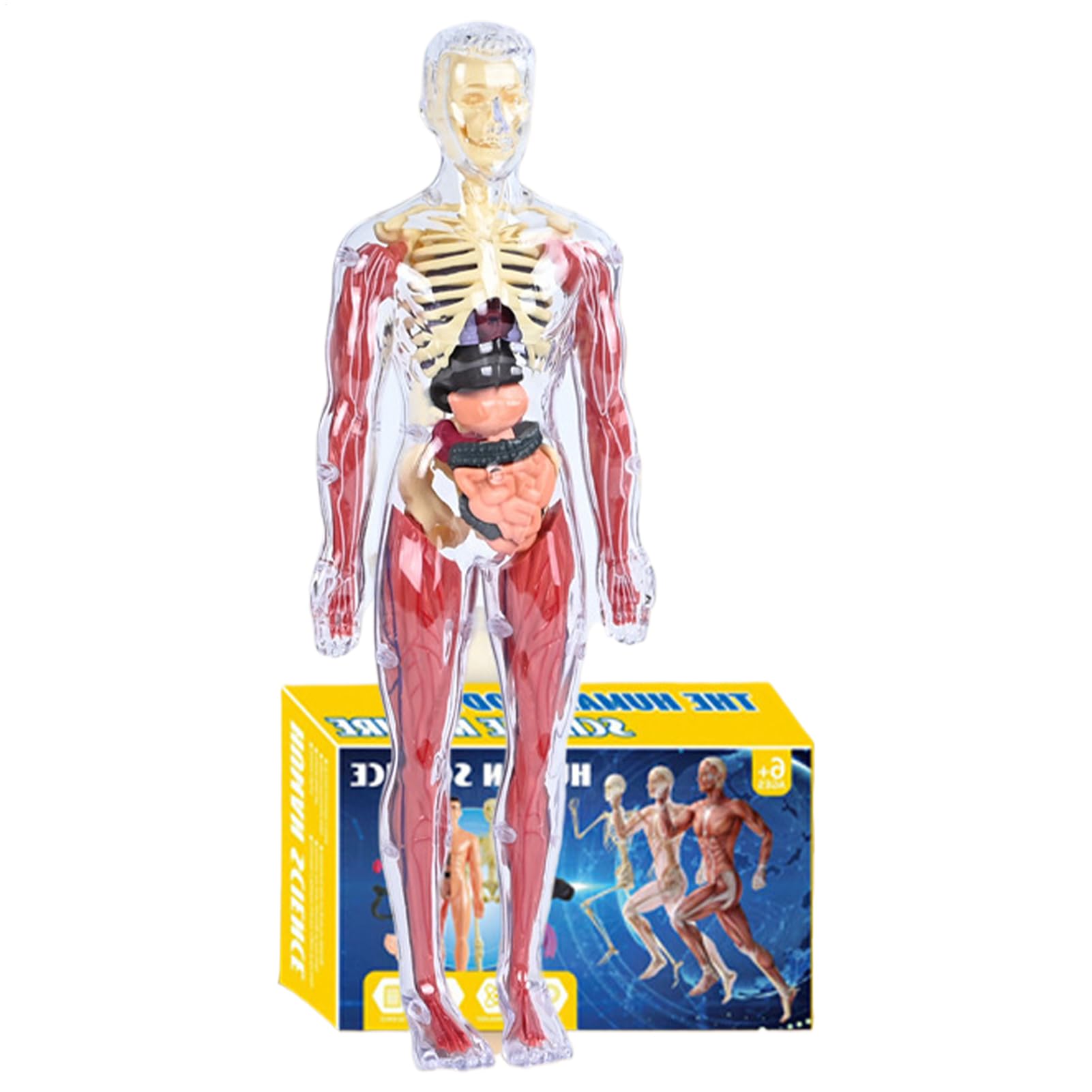 Interactive Anatomy Model, Human Body Science Toy, 3D Educational Figurine with Removable Organs, Soft Anatomy Model, Learning Resource with Visual, Human Body Toy for Home School & Kindergarten