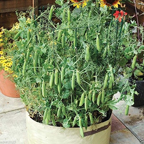 'Tom Thumb' Dwarf Shelling Pea 1 Oz Pack