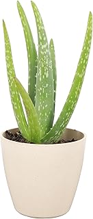 Aloe Vera, Live Indoor Plant, Aloe barbadensis, Easy to Grow, Succulent,...