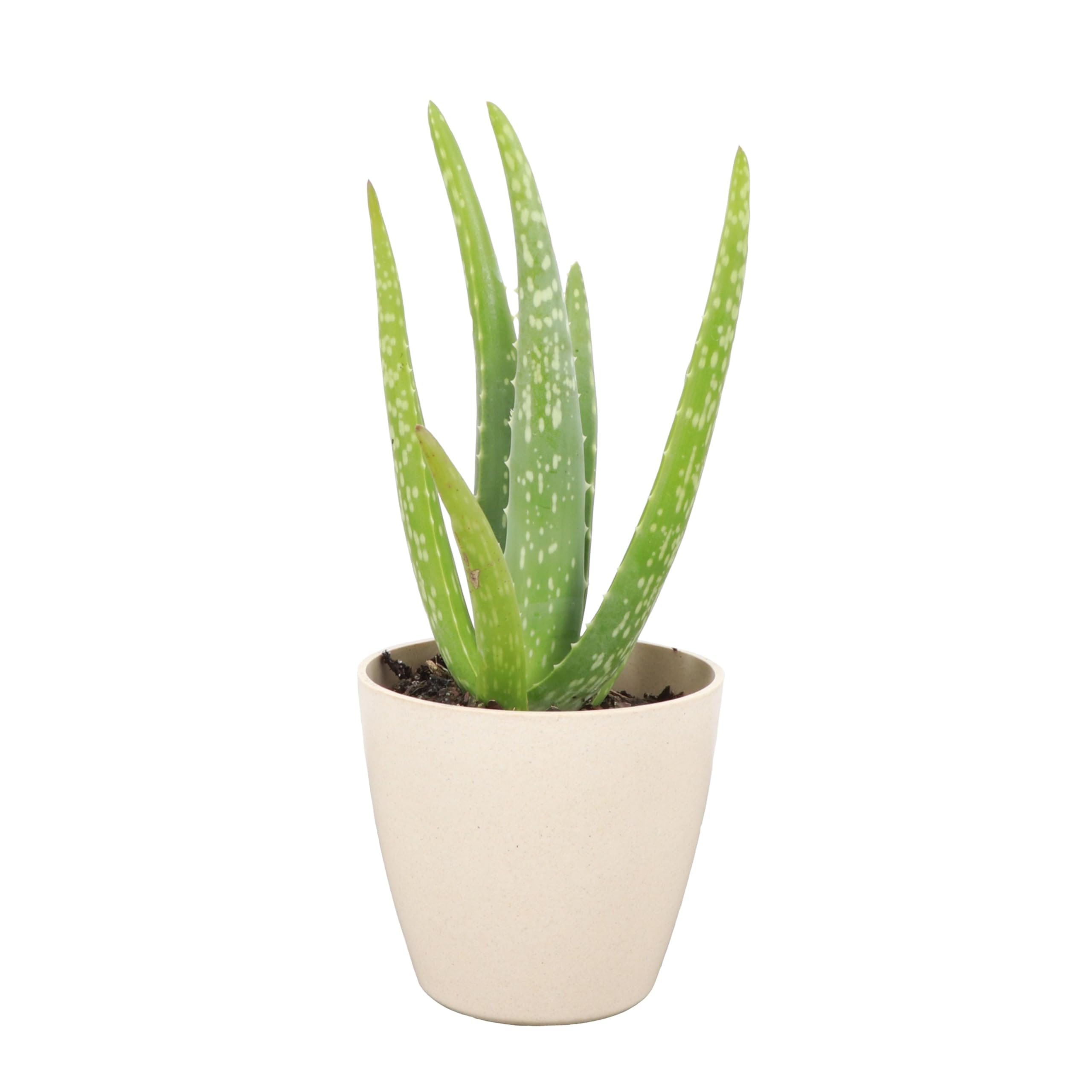 Thorsen's Greenhouse Aloe Vera
