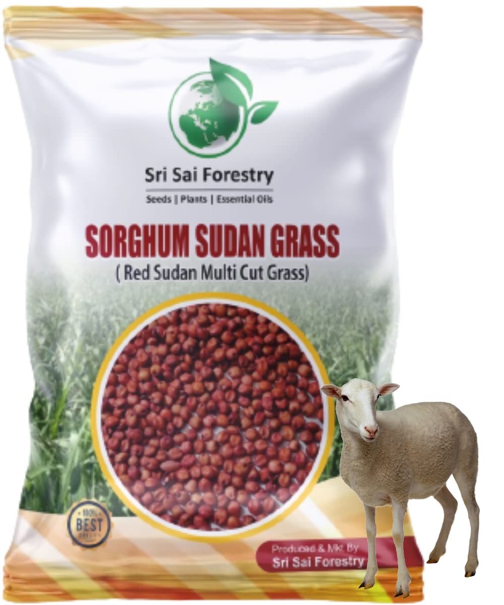 SRI SAI FORESTRY Sorghum Sudan Grass Fodder Seeds for Goat - 1KG (B0CD77V6LZ) Amazon Price History, Amazon Price Tracker