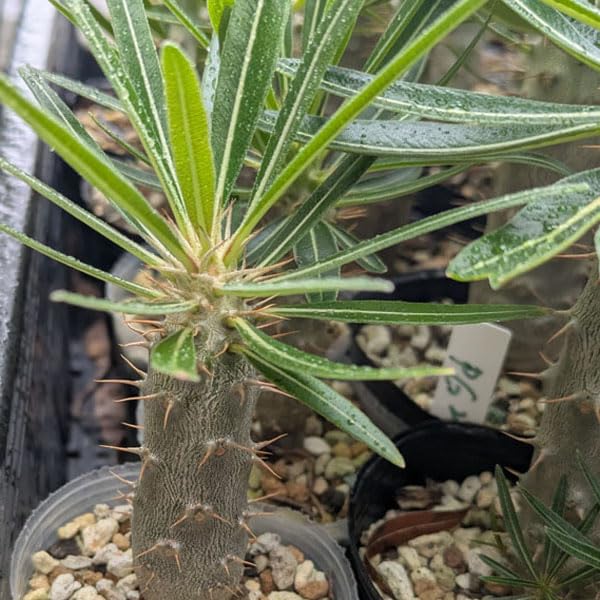Amazon｜国産実生 パキポディウム・グラキリス 1株 Pachypodium