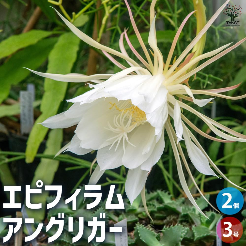 Amazon｜ITANSE エピフィラム アングリガー (孔雀サボテン) 3号