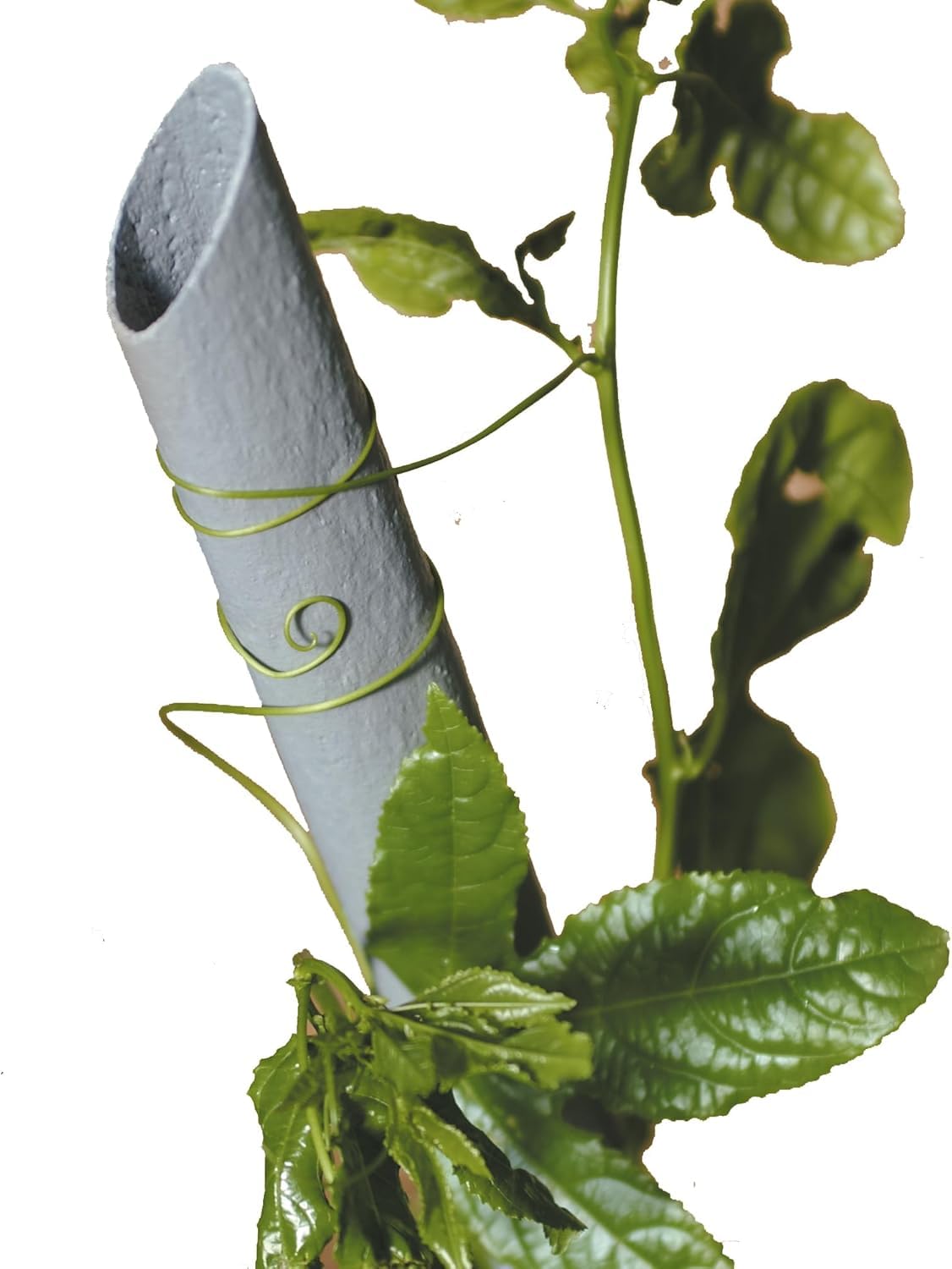Pali sostegno ortaggi pomodori tutore piante in plastica pvc Tenax (25, 240 CM)