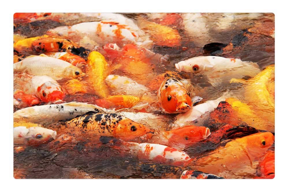 LESGAULEST Doormat Floor Rug/Mat (23.6 x 15.7 inch) - Fishes Colourful Beautiful Koi Lake Pond Koi Fish