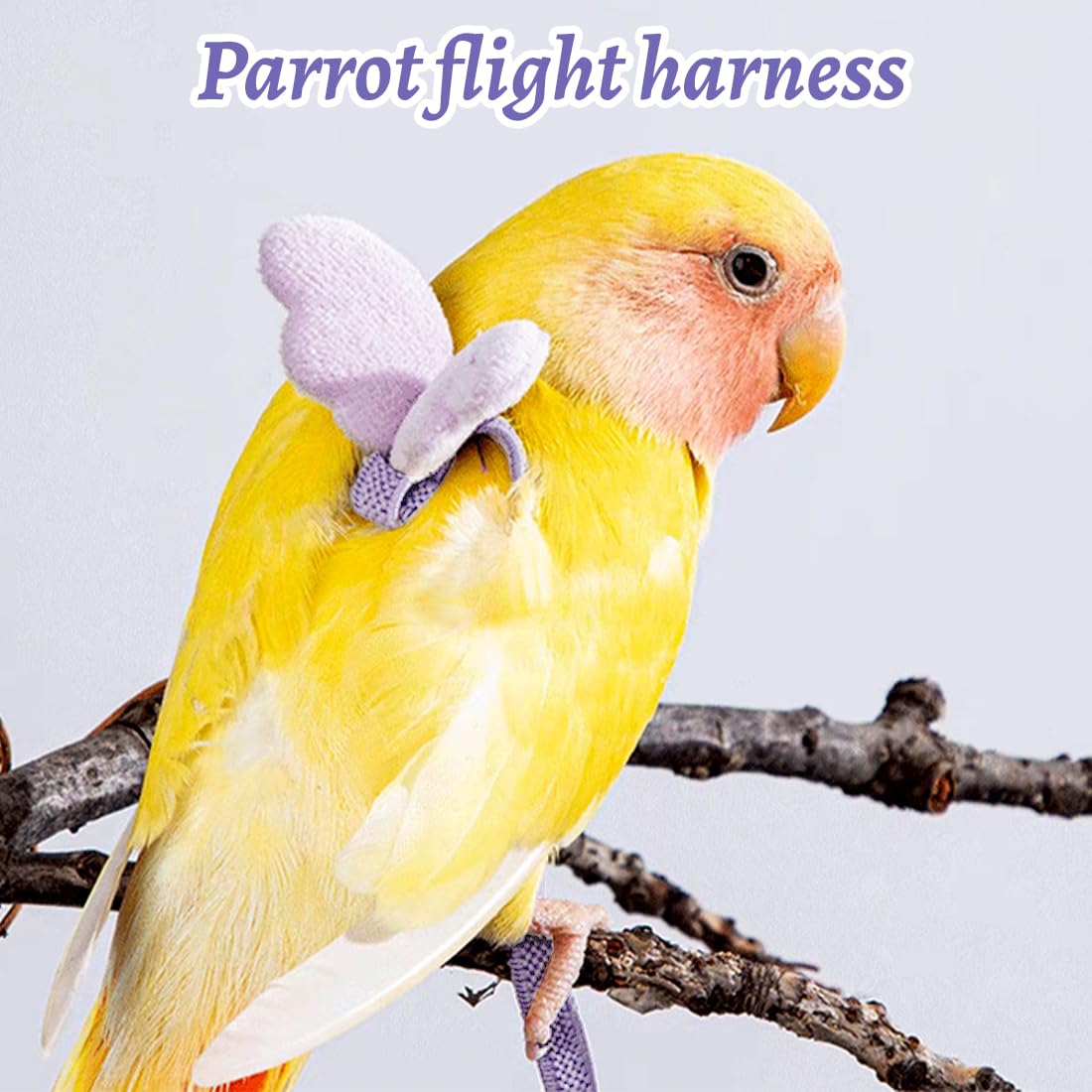 Harnais Perroquet 5 Pièces Harnais Pour Perroquet Ajustable Avec Laisse Vol Entraînement Sécurité Petit Oiseau Calopsitte Accessoire Aviaire Corde Réglable Pour Animaux