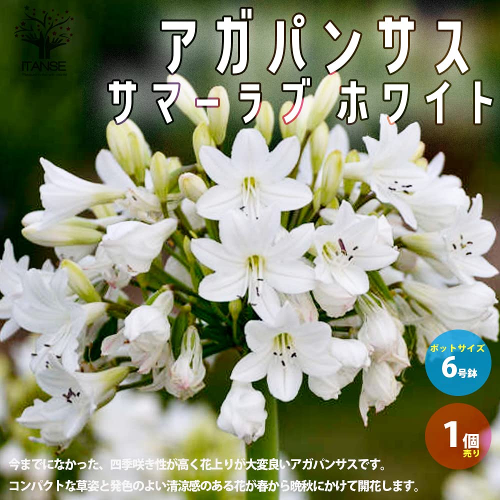 Amazon.co.jp: アガパンサス サマーラブ ホワイト 6号鉢【品種で選べる