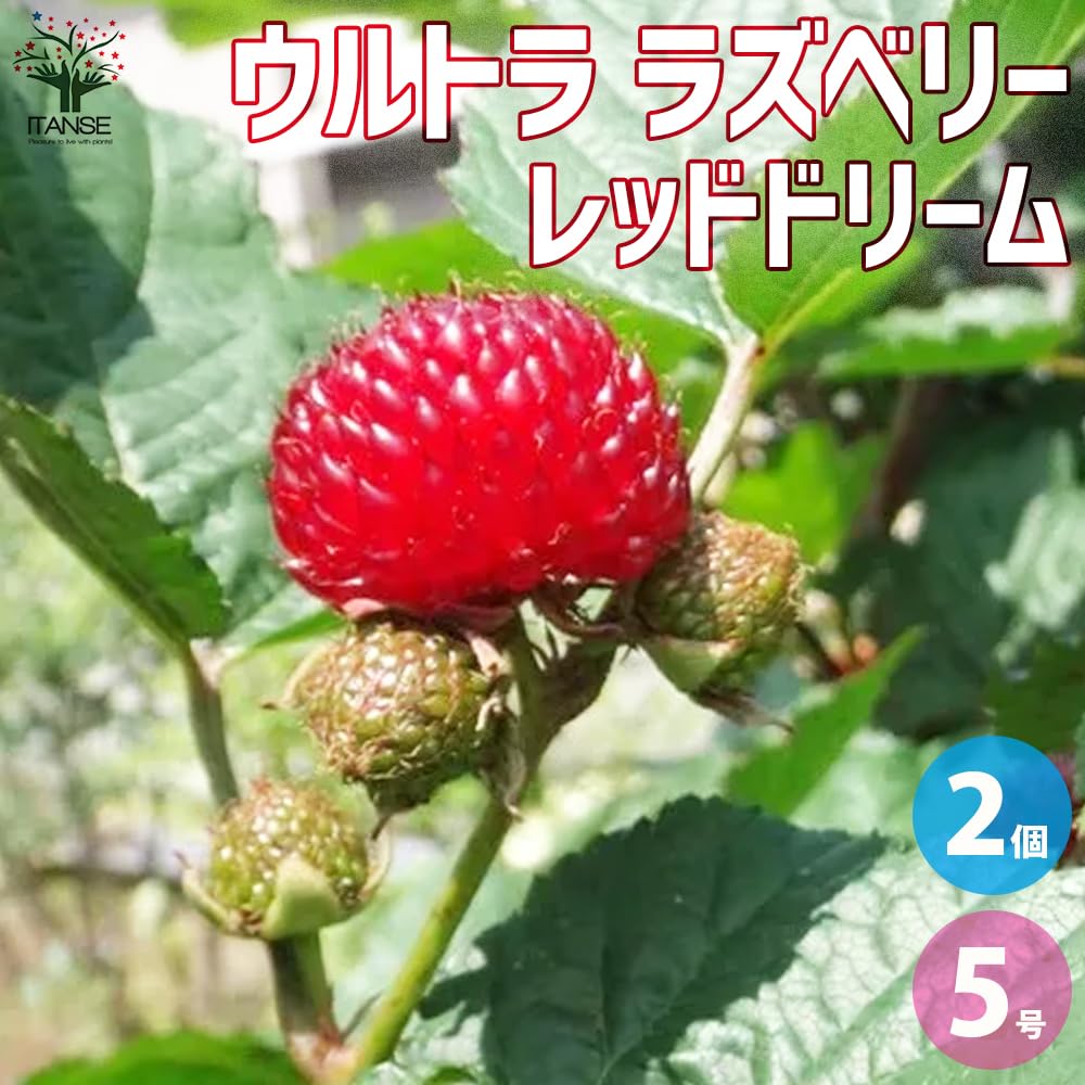 Amazon.co.jp: ITANSE ウルトラ ラズベリーの苗木 レッド