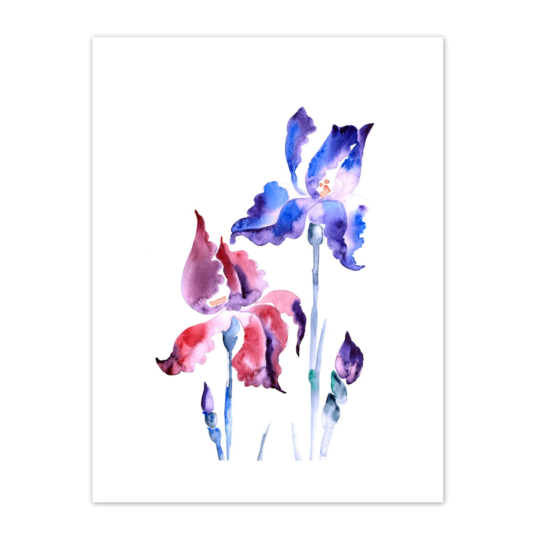 Wee Blue Coo Flowers Violet Iris Art Print Canvas Premium Wall Decor Poster
