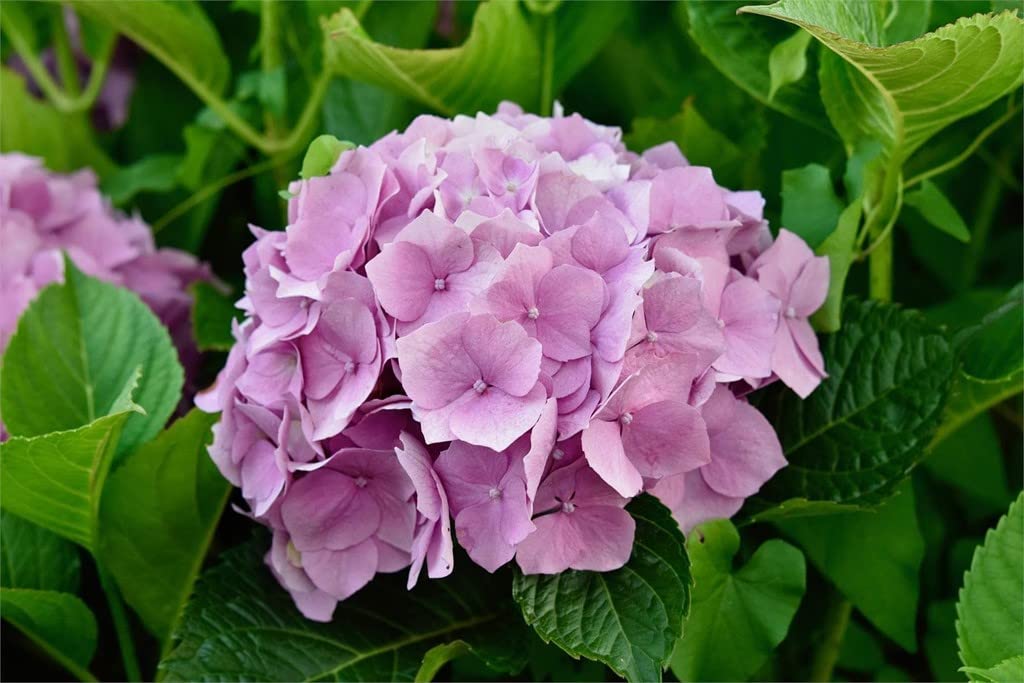 Verdecora Hortensia en Maceta 3L | Hydrangea Macrophylla | Arbusto Ornamental de Grandes Flores en Tonos Azules, Rosas o Blancos | Ideal para Jardín, Terraza o Balcón