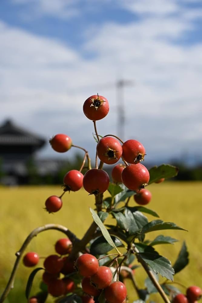 Amazon.co.jp: ルビーサンザシ 鉢植え向け苗 ルビーさんざし : DIY