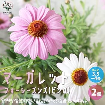 ☆53 【ご依頼品】マーガレット様 QUILT GATE「マーガレット＆ソフィ8」 | 大塚屋ネットショップ